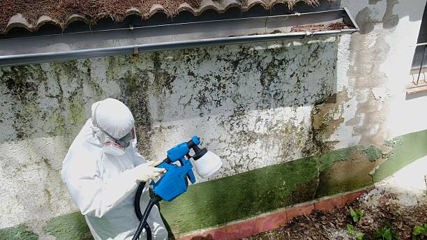 Top rated local Attic Mold Remediation specialists in Cave Creek, AZ